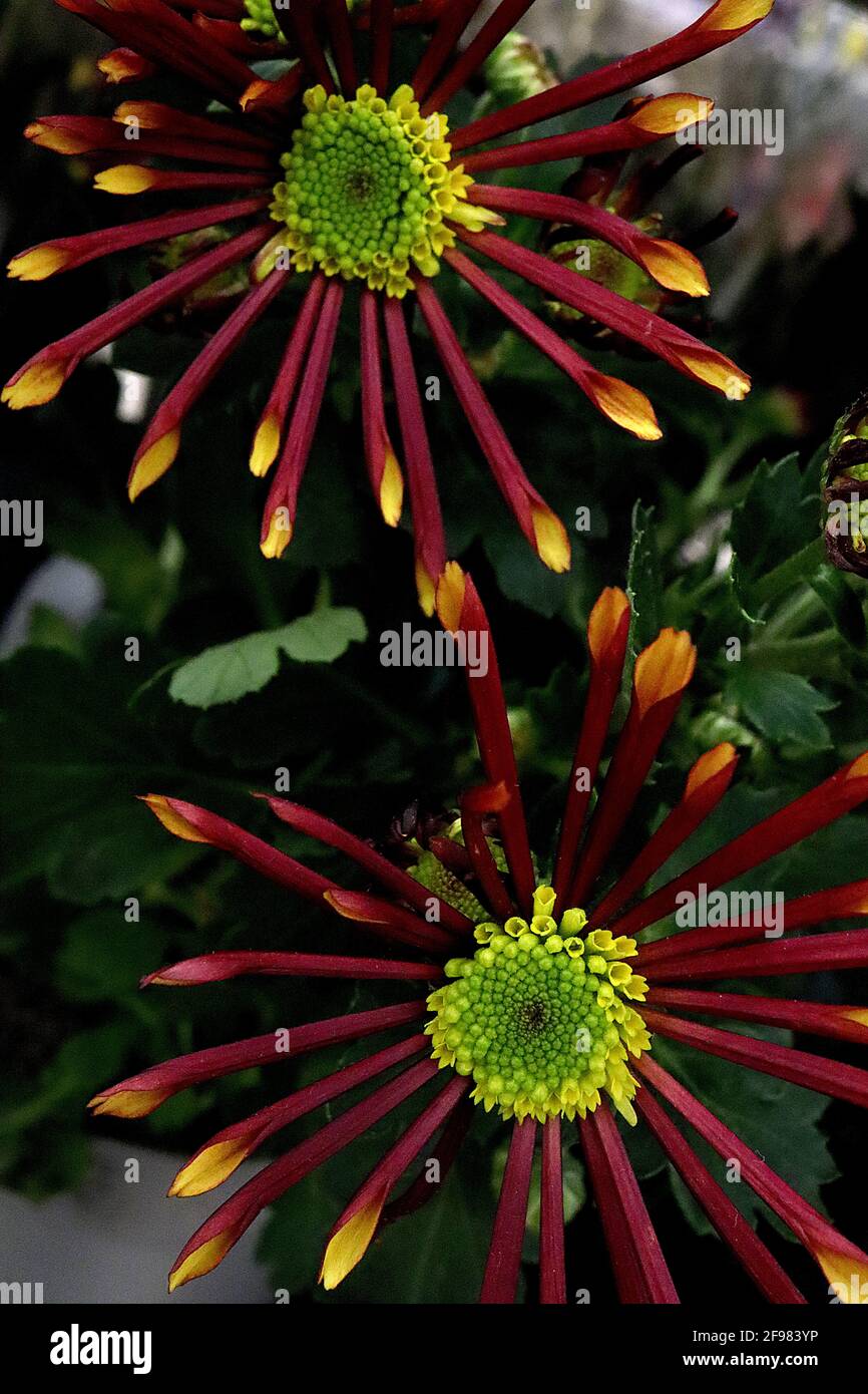Chrysanthème araignée orange brûlée / roue dentée / cuillère fantaisie Chrysanthème – pétales rouge foncé à pointes jaunes, avril, Angleterre, Royaume-Uni Banque D'Images
