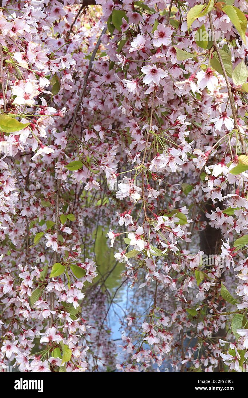 Prunus cerisier pendula «pendula rosea» cerisier à rosebud en boucle – grappes de fleurs roses à coque unique, avril, Angleterre, Royaume-Uni Banque D'Images