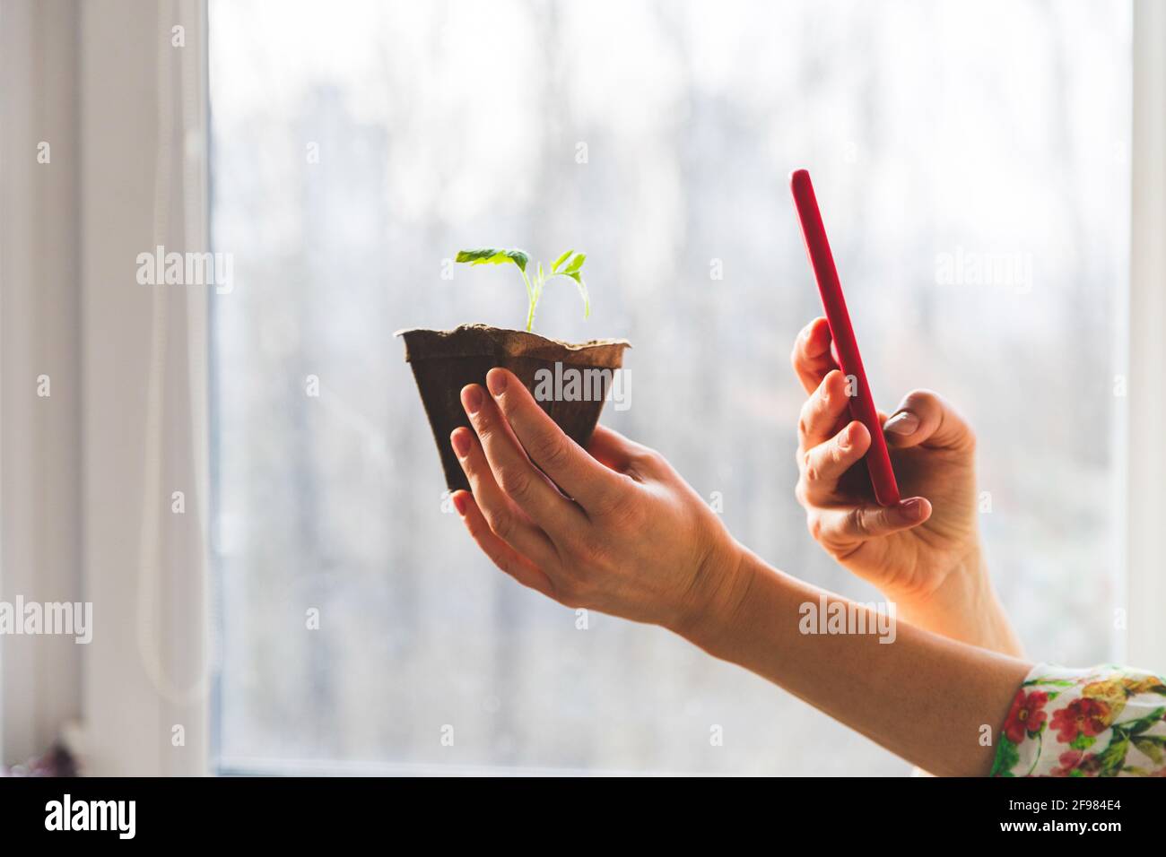 Une femme prend des photos avec un appareil photo rétro des plantes qu'elle a grandi dans son jardin à la maison pour son blog. Banque D'Images