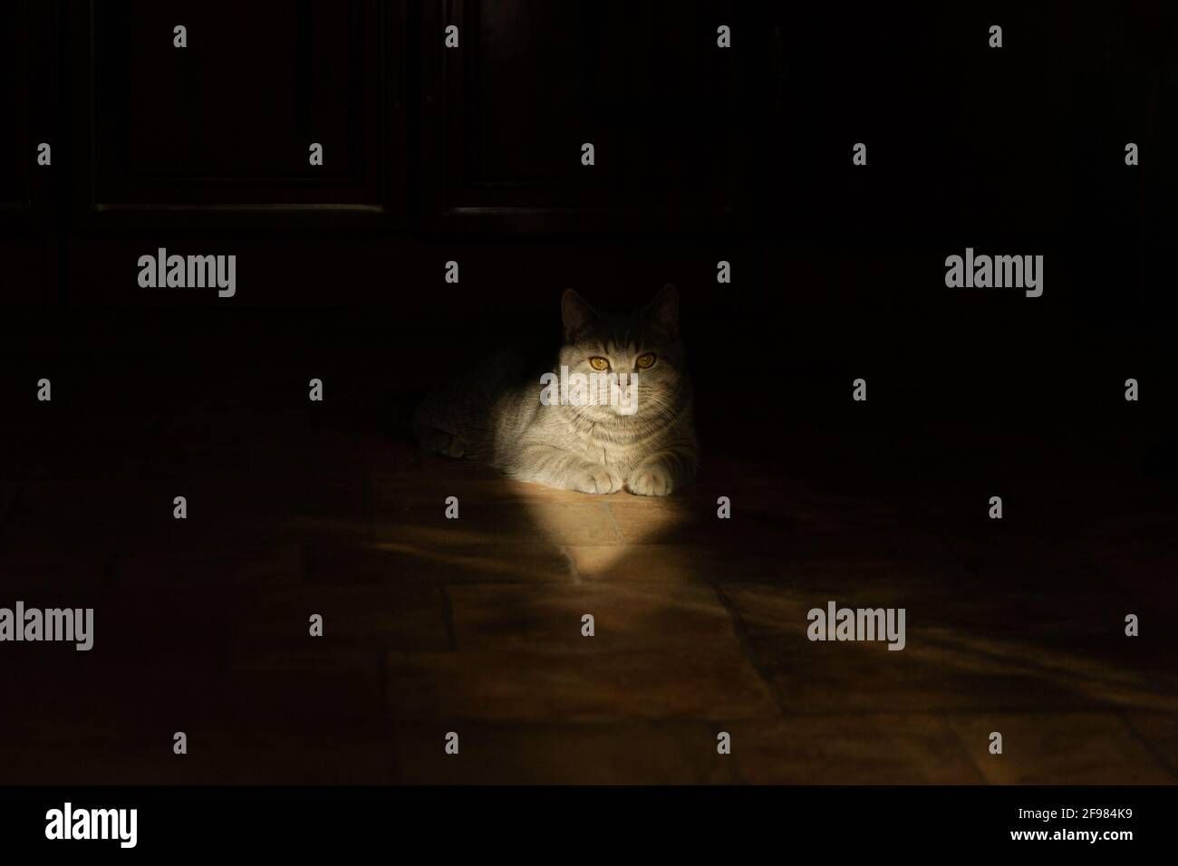 Encadré par un rayon de soleil, le chat se trouve sur le sol Banque D'Images