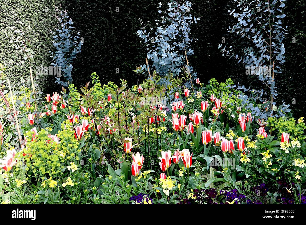 Tulipa «le premier» Kaufmanniana 12 la première tulipe – tulipes blanches crémeuses à fond rouge, base jaune, avril, Angleterre, Royaume-Uni Banque D'Images