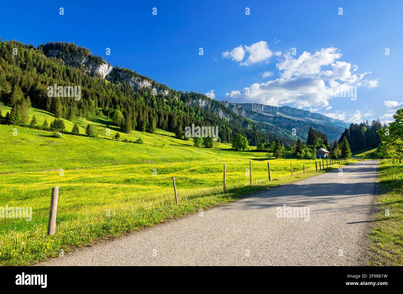 Paysage de montagne dans le Rohrmooser Tal près d'Oberstdorf. Prairies printanières avec fleurs jaunes, forêt et montagnes. Allgäu Alpes, Bavière, Allemagne Banque D'Images