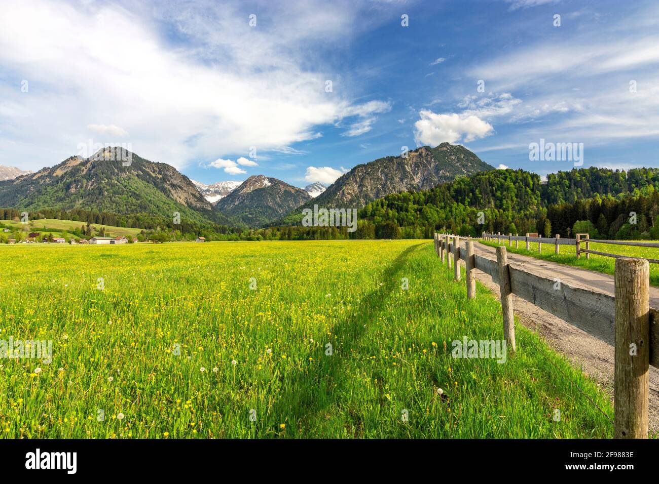 Paysage de montagne près d'Oberstdorf. Prairies printanières avec fleurs jaunes, forêt et montagnes en arrière-plan. Allgäu Alpes, Bavière, Allemagne Banque D'Images