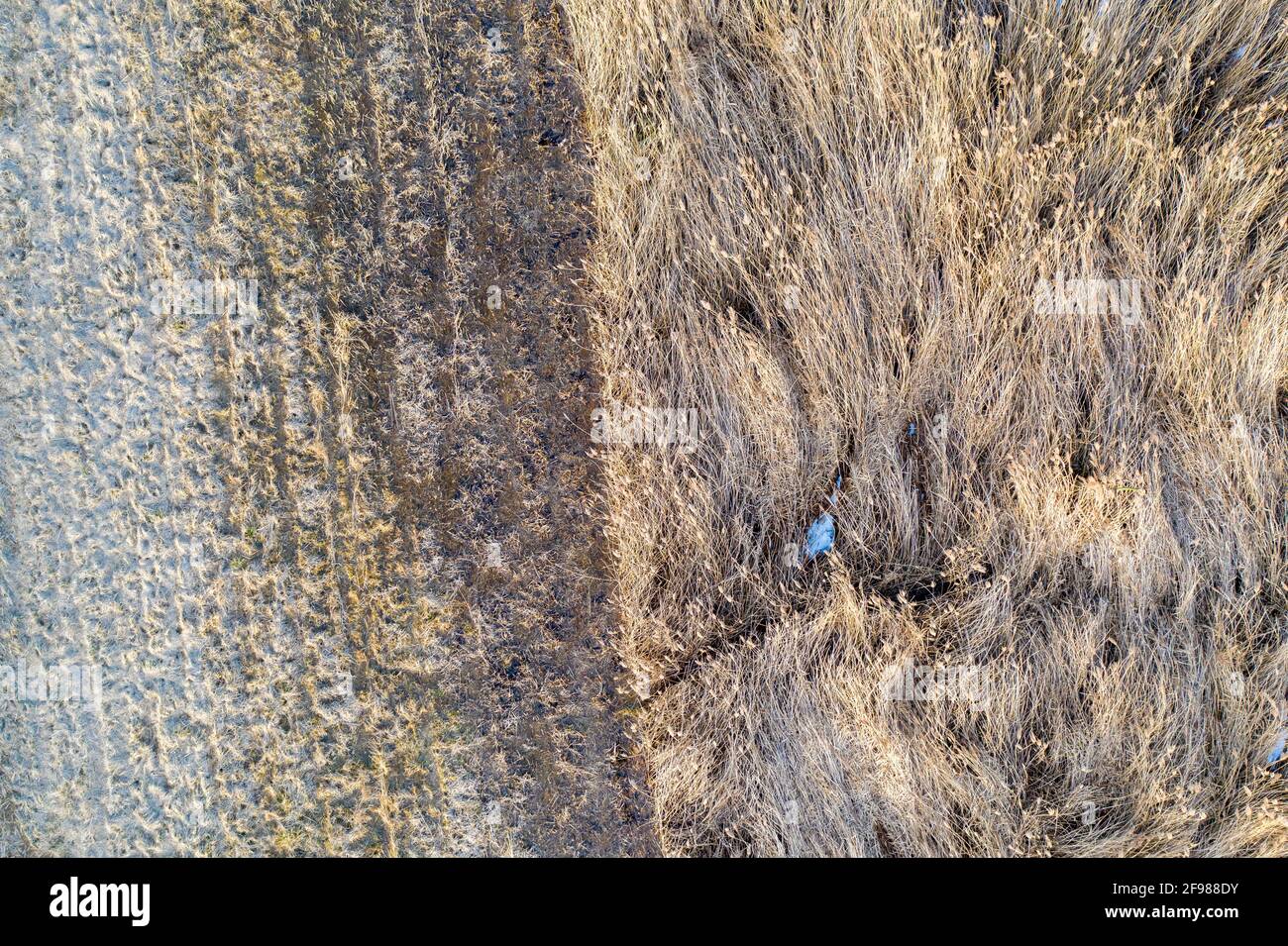 Allemagne, Saxe-Anhalt, Wanzleben, ceinture de roseaux à Faulen See, une zone forestière avec des prairies salées. Banque D'Images