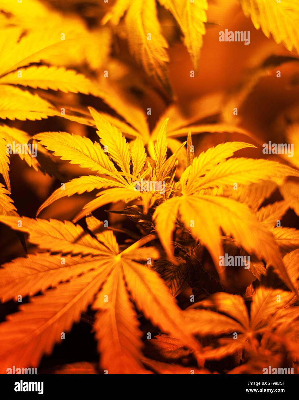 culture de marijuana sous lumière artificielle, cannabis intérieur. Banque D'Images