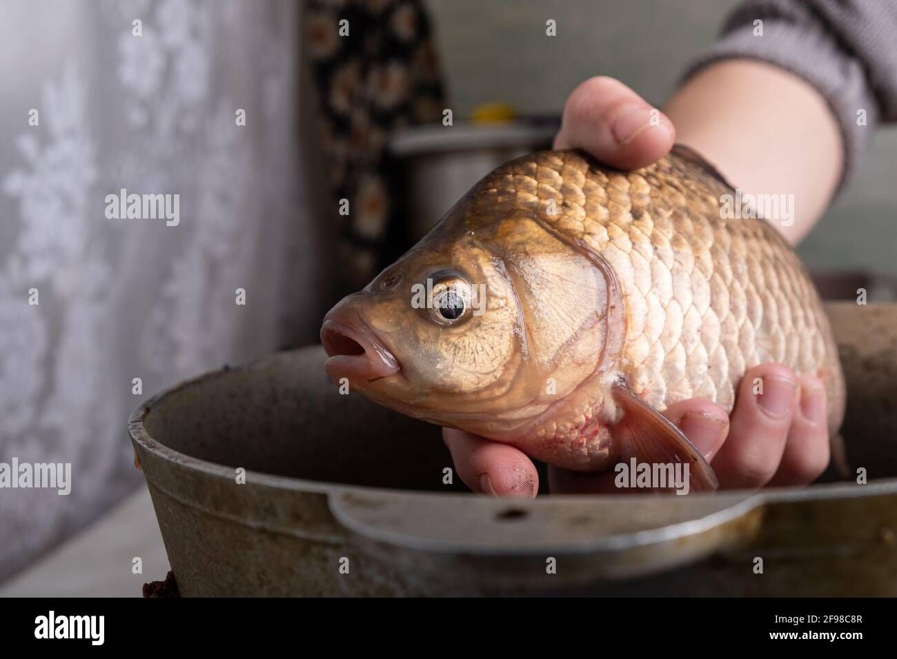Carpe crocienne vivante dans les mains en gros plan, cuisson du poisson. Banque D'Images
