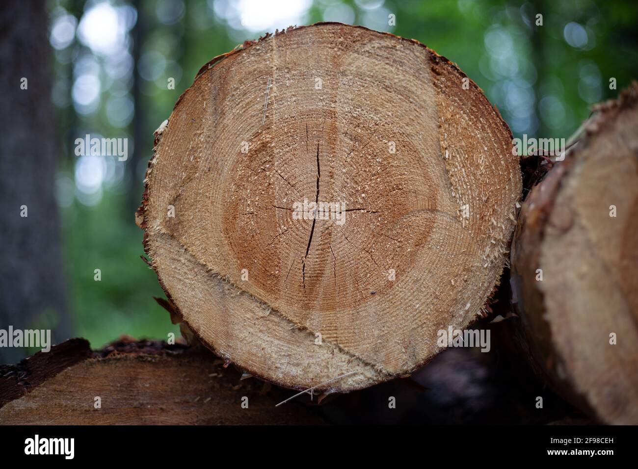 couper les arbres, protection de l'environnement concept de déforestation. Banque D'Images
