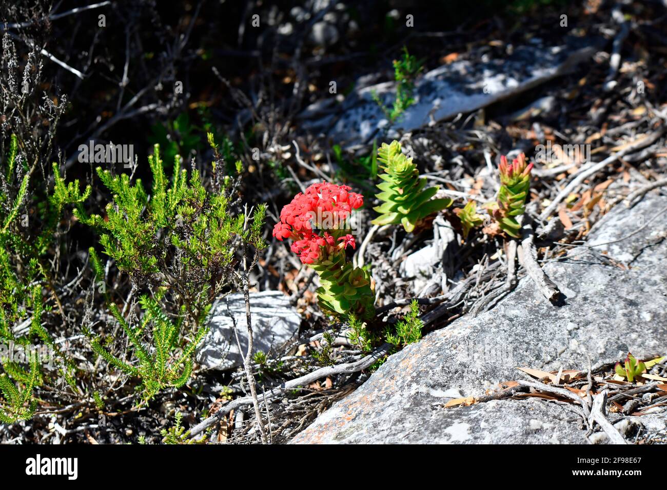 Crasula rouge [Crassula coccinea], floraison dans les roches de grès du sud-ouest du Cap, Afrique du Sud. Banque D'Images