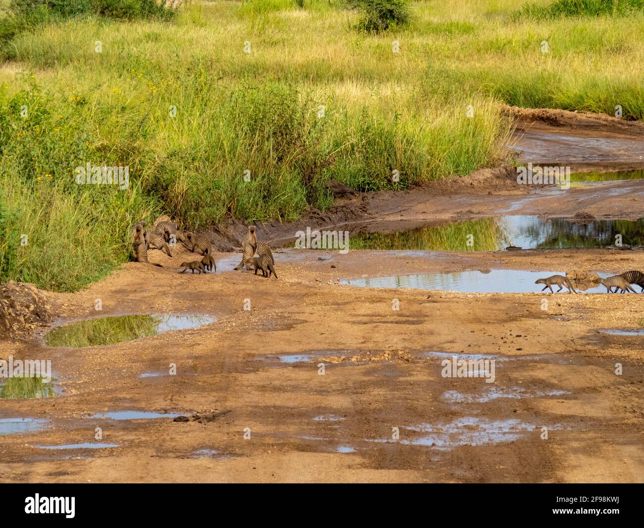 Parc national du Serengeti, Tanzanie, Afrique - 29 février 2020 : Mongoose à bandes traversant la route Banque D'Images