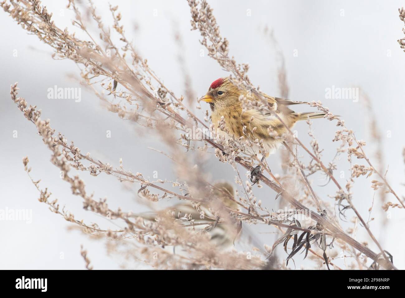 Siskin européen, cabaret Acanthis flammea, Alpenbirkenzeisig Banque D'Images