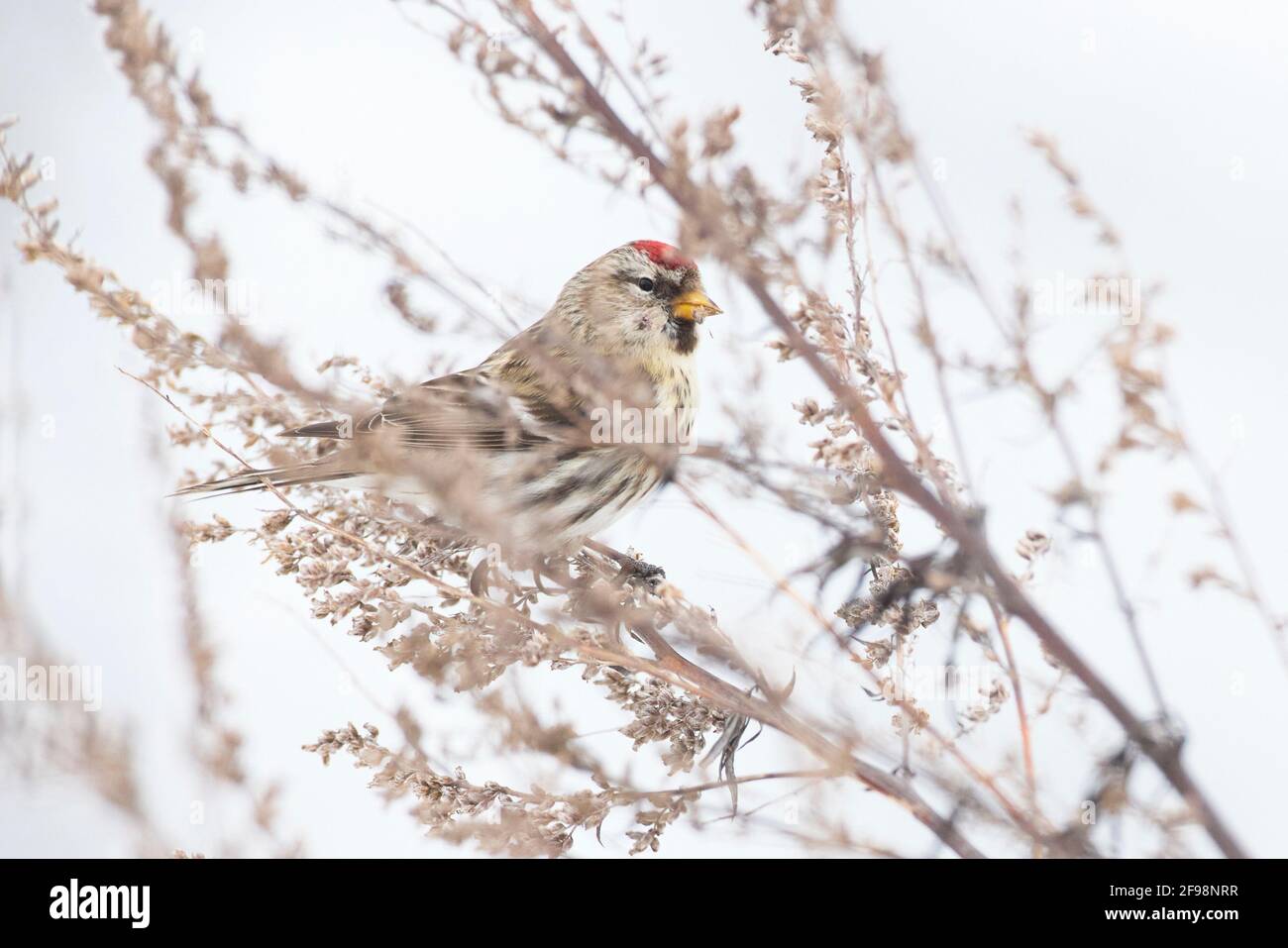 Siskin européen, Acanthis flammea Banque D'Images