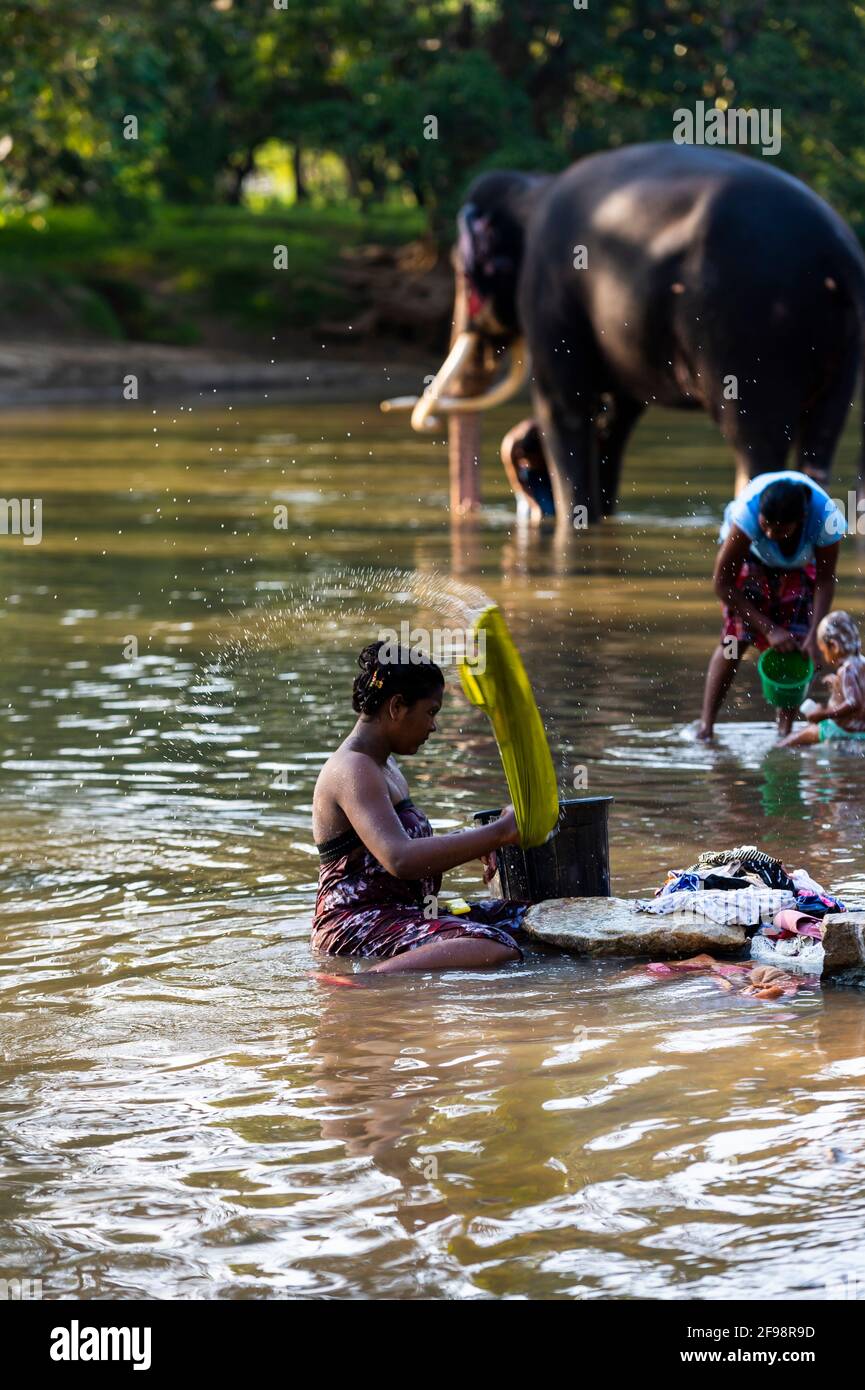 Sri Lanka, Kataragama, temple Kataragama, le temple éléphant est lavé dans la rivière, femme, blanchisserie, lavage, Banque D'Images