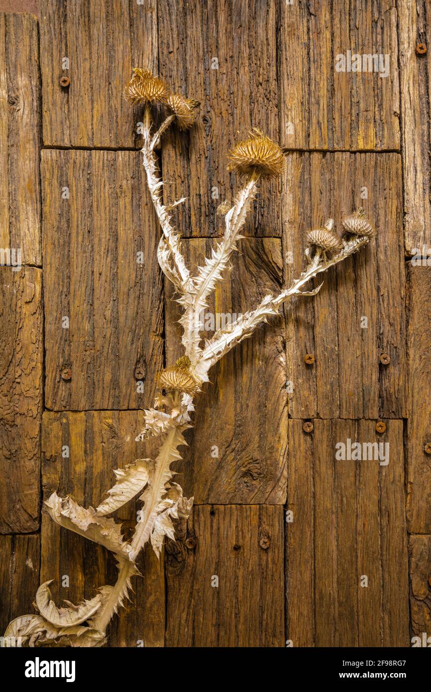 usine de chardon séché sur une surface en bois, encore la vie Banque D'Images