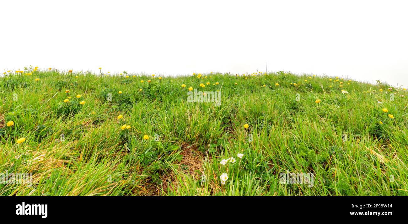 Prairie de montagne avec fleurs de globe en fleur (Trollius europaeus) et herbe haute dans le brouillard épais. Isolé. Allgäu Alpes, Bavière, Allemagne Banque D'Images