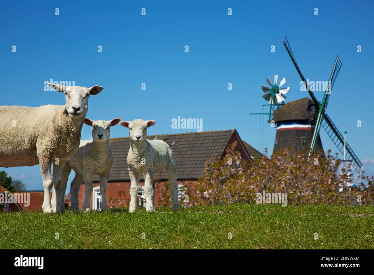 Moutons sur la digue en face de l'Engel-Muehle à Suederhafen sur la plage nord. Banque D'Images