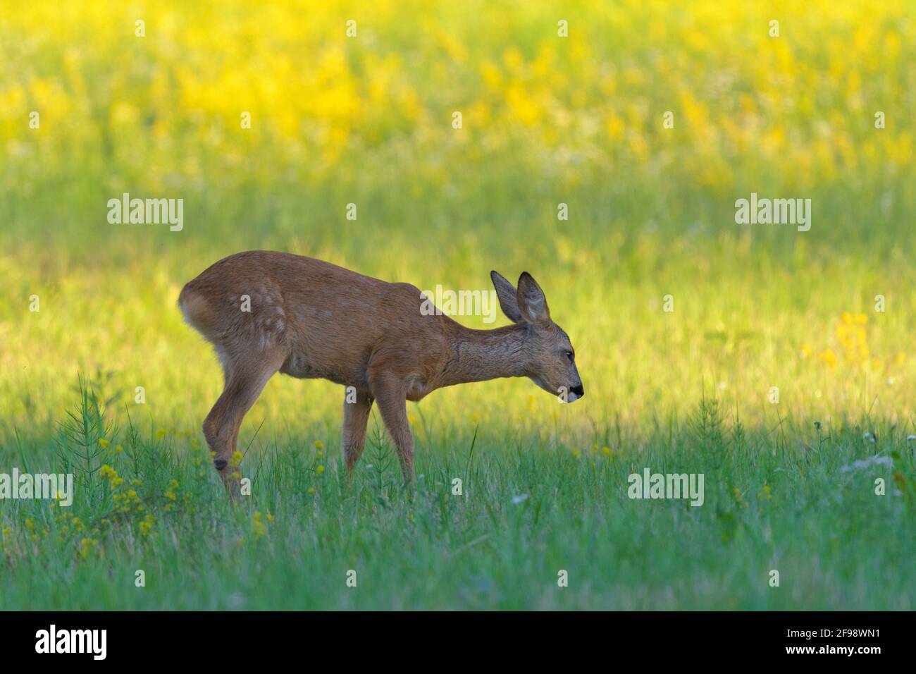 Fauve (Capranolus capranolus) dans un pré, juillet, Hesse, Allemagne Banque D'Images