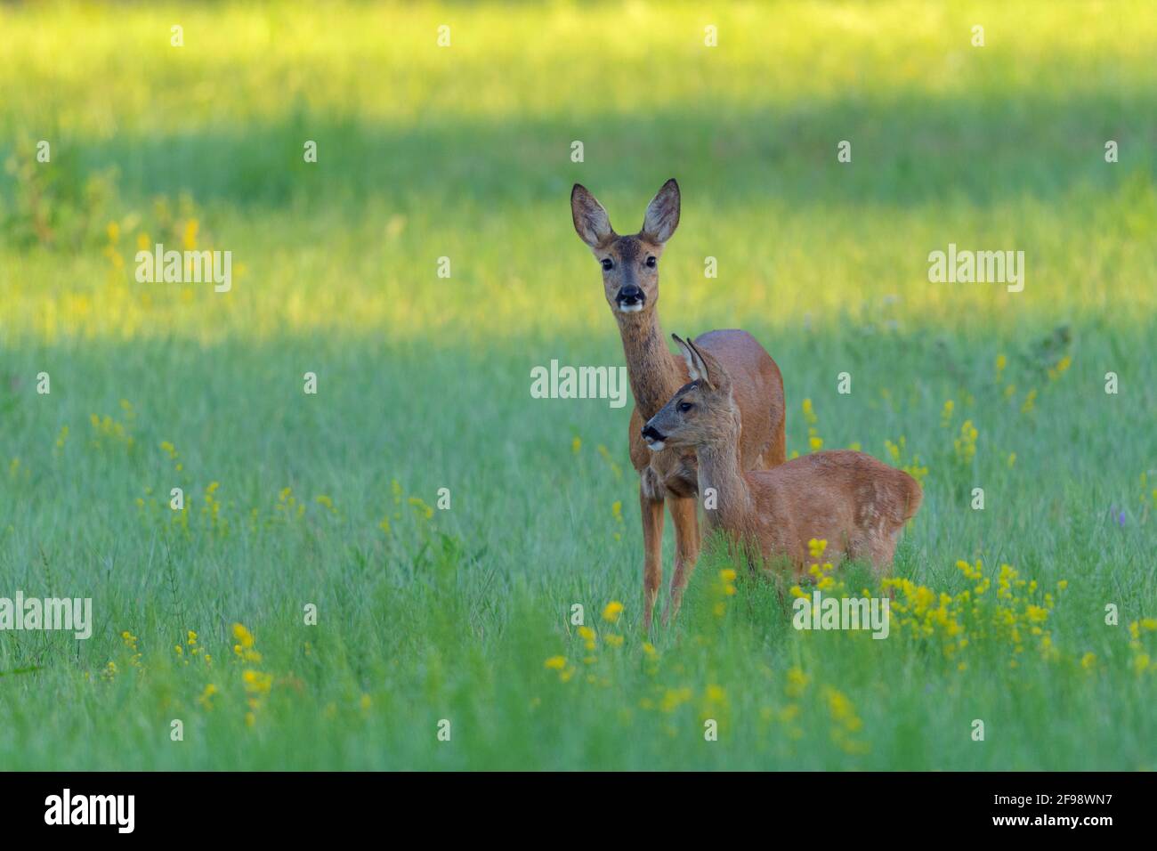 Doe avec fauve (Capranolus capranolus) dans un pré, juillet, Hesse, Allemagne Banque D'Images