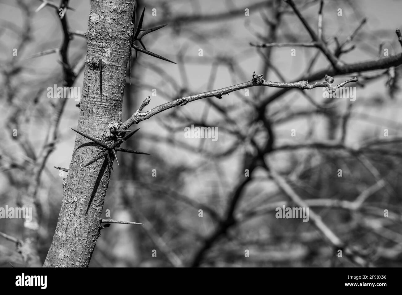 Le criquet de Throny, également appelé criquet de miel avec de grandes pointes dépassant du tronc et des branches Banque D'Images