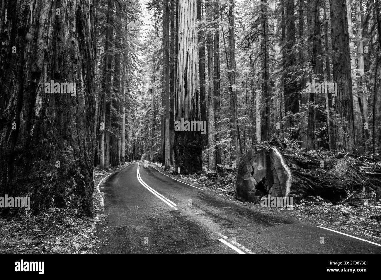 Avenue des Géants du Redwood National Park Banque D'Images