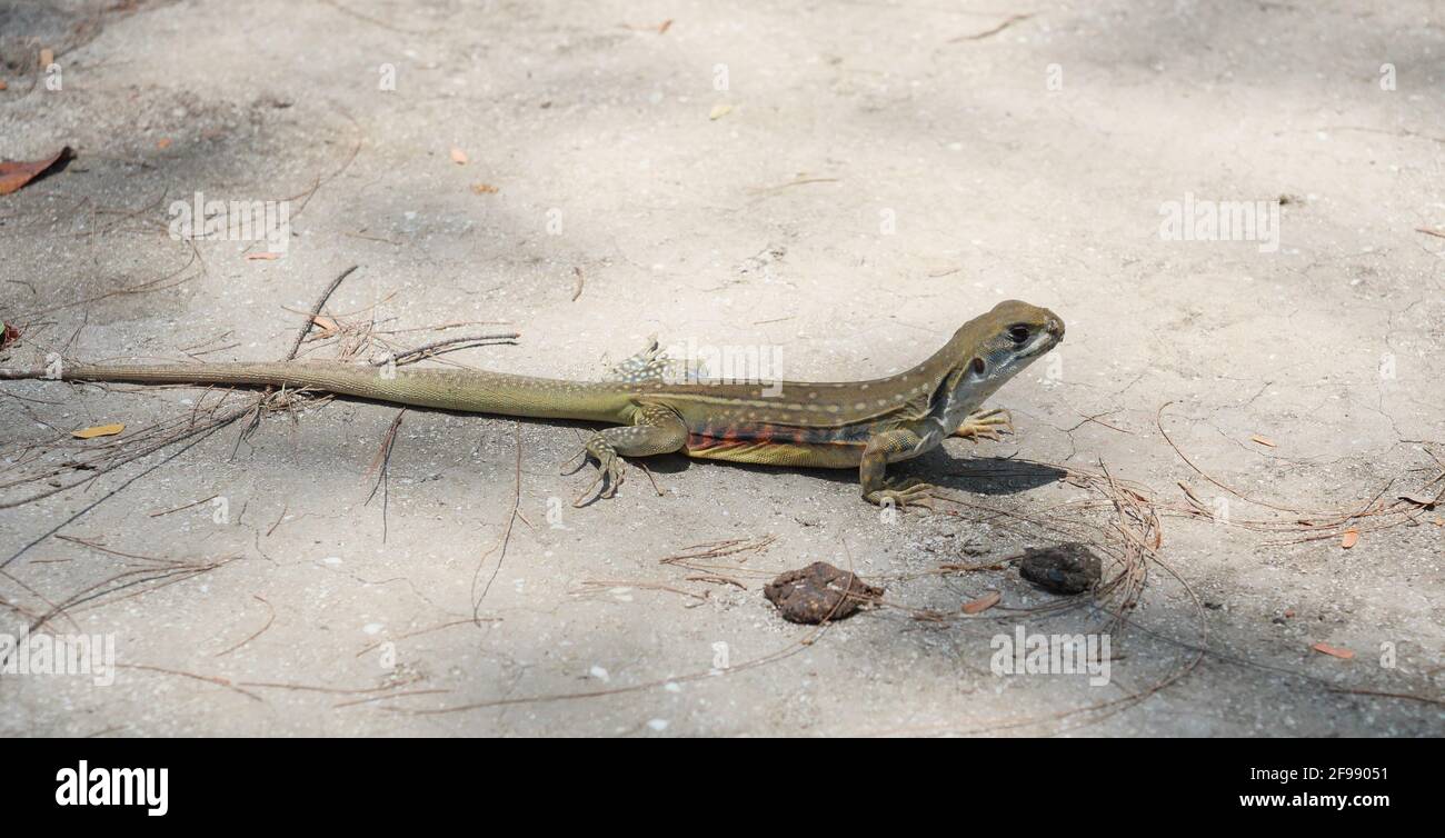 Agama papillon ou lézard à petite échelle ou rodé sur le sable au parc national de Khao Sam Roi Yot, bandes orange et noires sur la peau jaune Banque D'Images