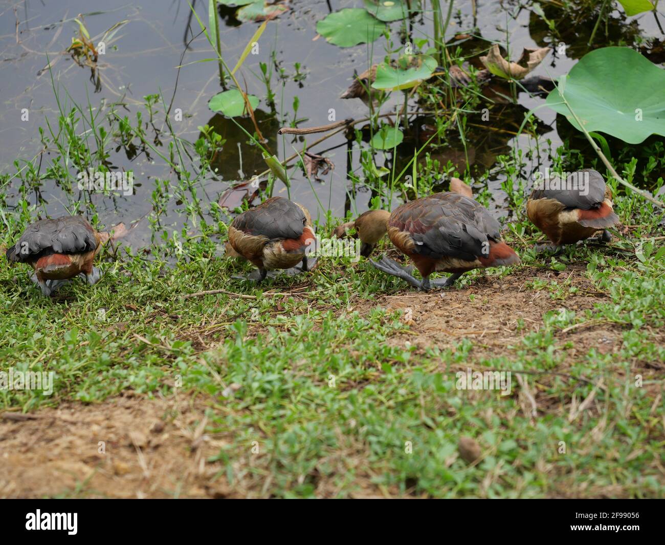 Groupe de canards sifflants de moindre qualité debout sur terre au bord du lac, quatre canards bruns sur la prairie, oiseau aquatique au parc national Khao Sam Roi Yot Banque D'Images