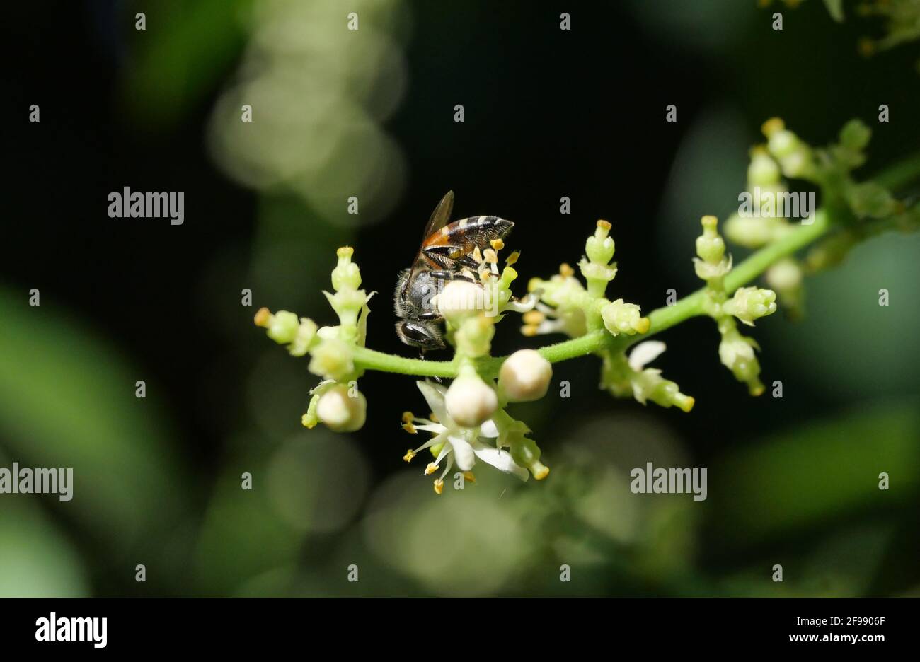 Abeille collecte de pollen cherchant nectar sur Clausena Harmandiana fleur avec fond vert naturel, pétales blancs et étamines jaunes de fleurs Banque D'Images Abeille collecte de pollen cherchant nectar sur Clausena Harmandiana fleur avec fond vert naturel, pétales blancs et étamines jaunes de fleurs Banque D'Images