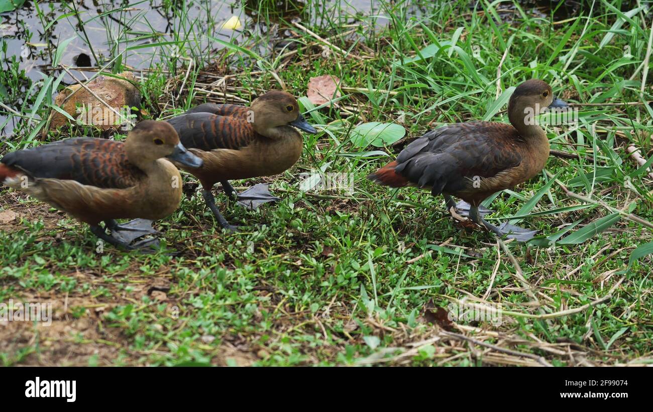 Groupe de canards sifflants de moindre qualité debout sur terre au bord du lac, trois canards bruns sur la prairie, oiseau aquatique au parc national Khao Sam Roi Yot Banque D'Images