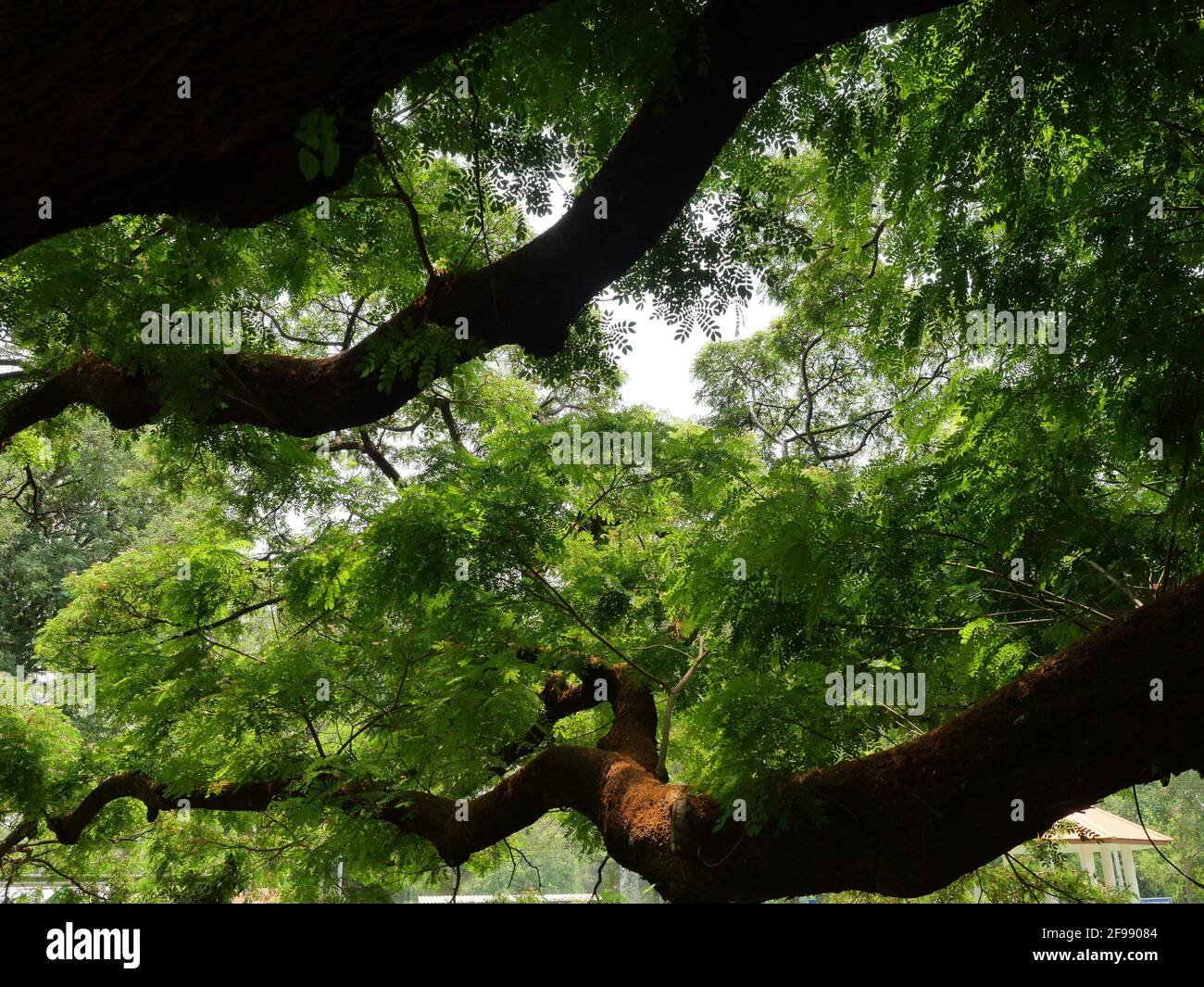 Branche brune et buisson vert de Mimosa ou de la soie persane Ou Monkey Pod ou Saman arbre avec ciel bleu dedans arrière-plan Banque D'Images