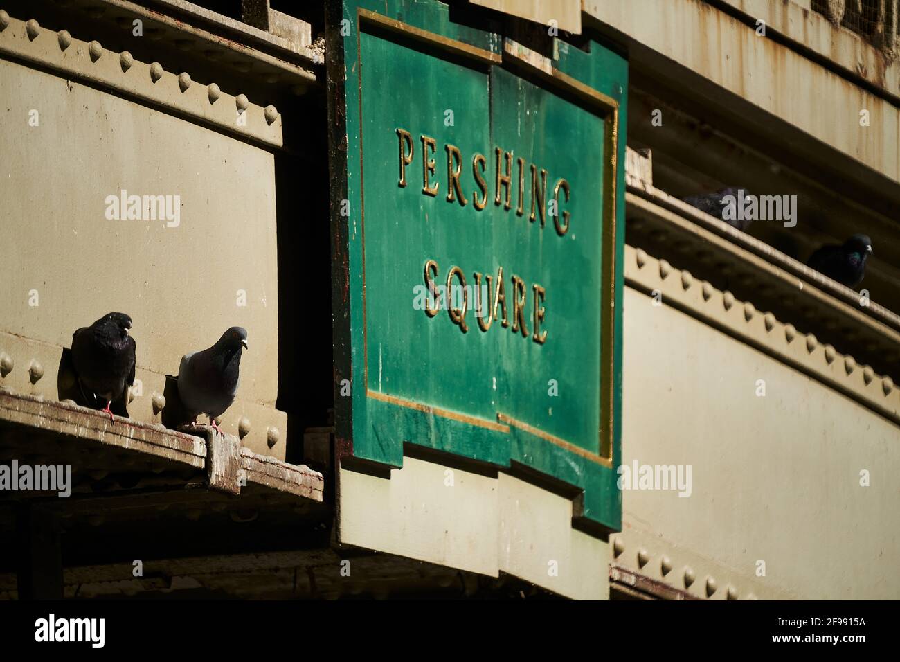 Pigeons prenant un bain de soleil à Pershing Square, Midtown Manhattan, New York Banque D'Images