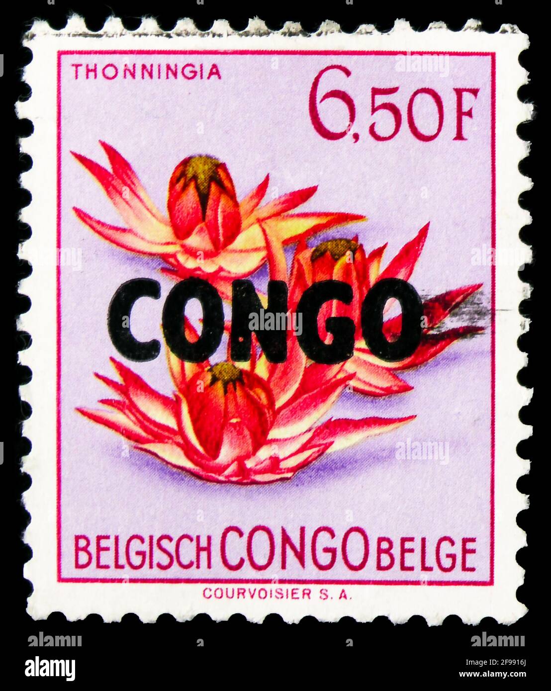 MOSCOU, RUSSIE - 4 NOVEMBRE 2019: Timbre-poste imprimé au Congo montre Thonningia (surprited), série de fleurs, vers 1960 Banque D'Images