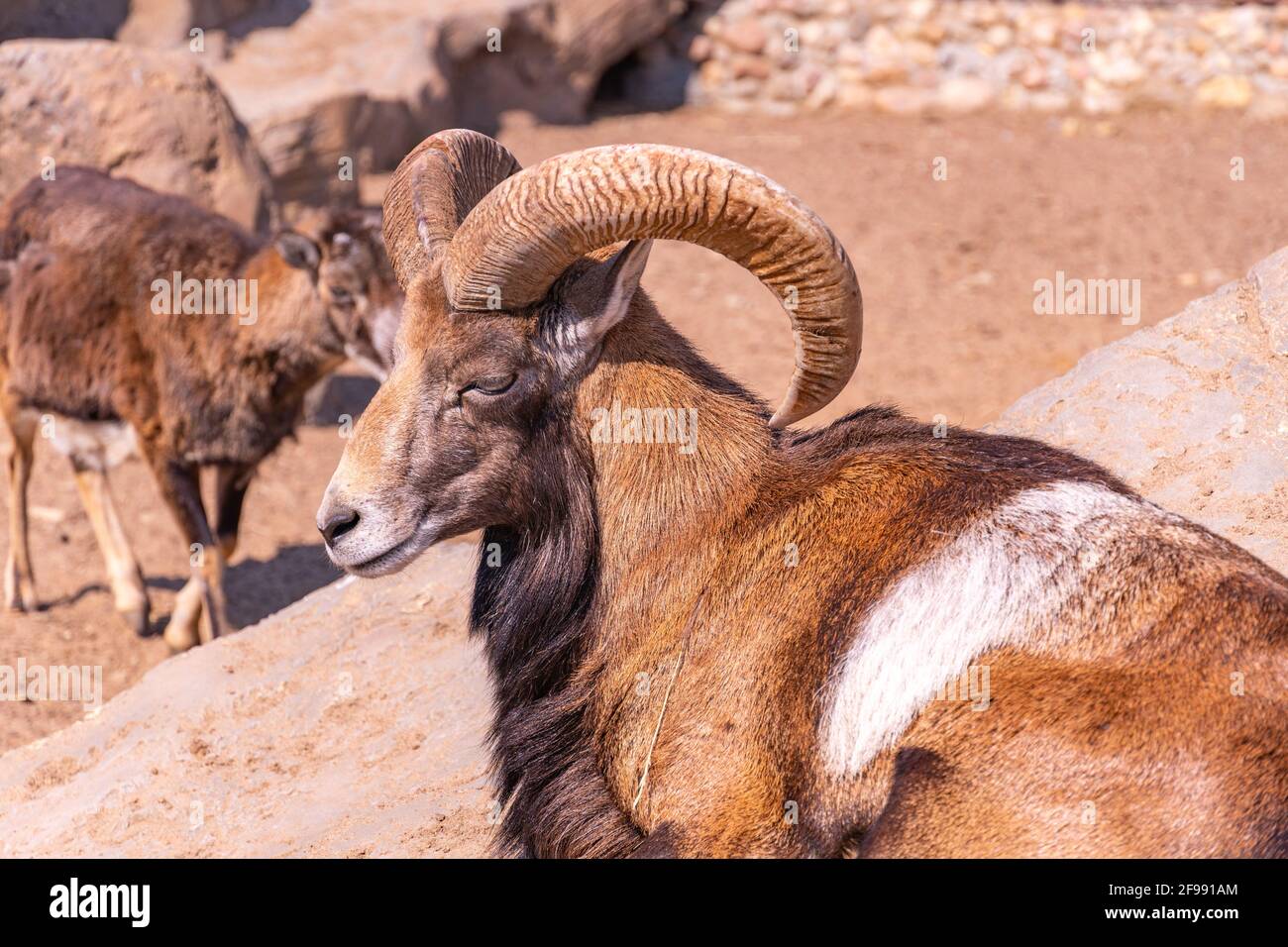 Mouton Domestique Dans L Apres Midi Mouflon Europeen En Gros Plan Se Prelassant Au Soleil Allonge Sur Un Rocher Et Un Bebe Belier En Arriere Plan Photo Stock Alamy Mouton Domestique Dans L Apres Midi Mouflon Europeen En Gros Plan Se Prelassant Au Soleil Allonge Sur Un Rocher Et Un Bebe Belier En Arriere Plan Photo Stock Alamy