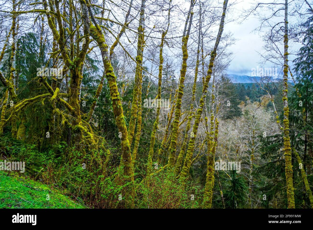 Incroyable forêt tropicale près de Forks Bogachiel Clallam County Banque D'Images