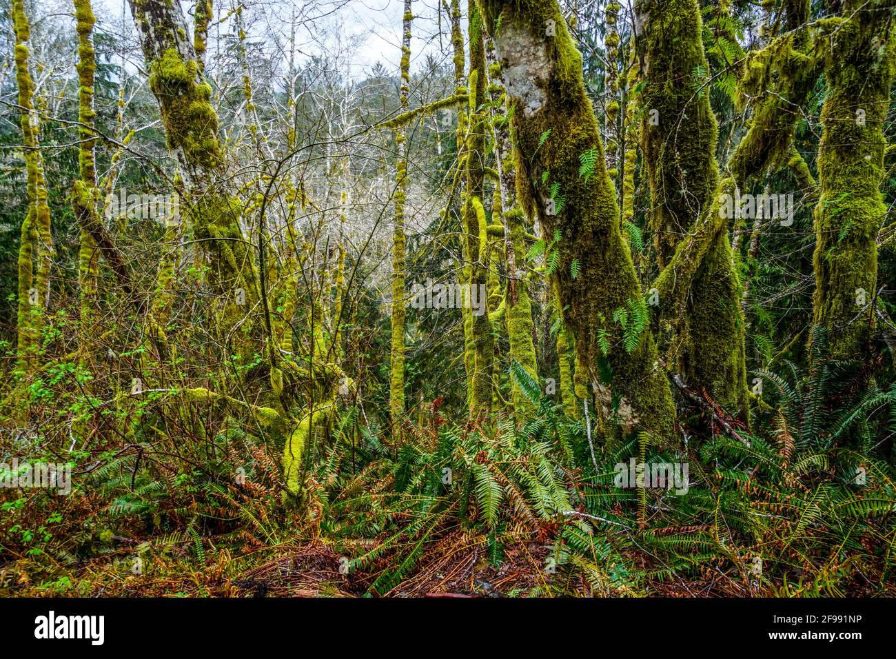 Une végétation impressionnante avec des arbres mousseux à la forêt de Hoh Rain, Washington Banque D'Images