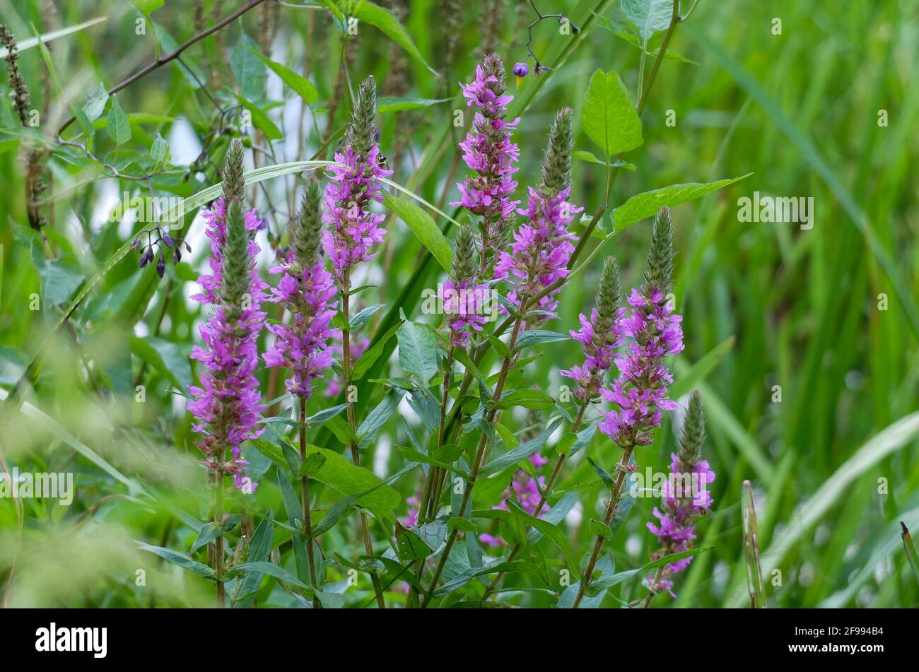 Le salicaire pourpre (Lythrum salicaria) sur le bord de l'étang Banque D'Images