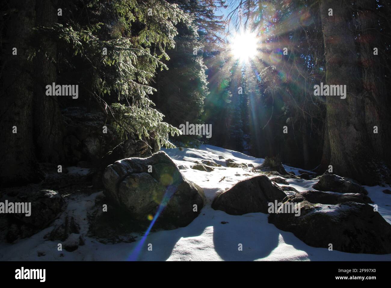 Randonnée d'hiver près de Mittenwald, rochers forestiers, lumière du soleil, près de Rehbergalm, Europe, Allemagne, Bavière, haute-Bavière, Isar Valley, Werdenfelser Land Banque D'Images