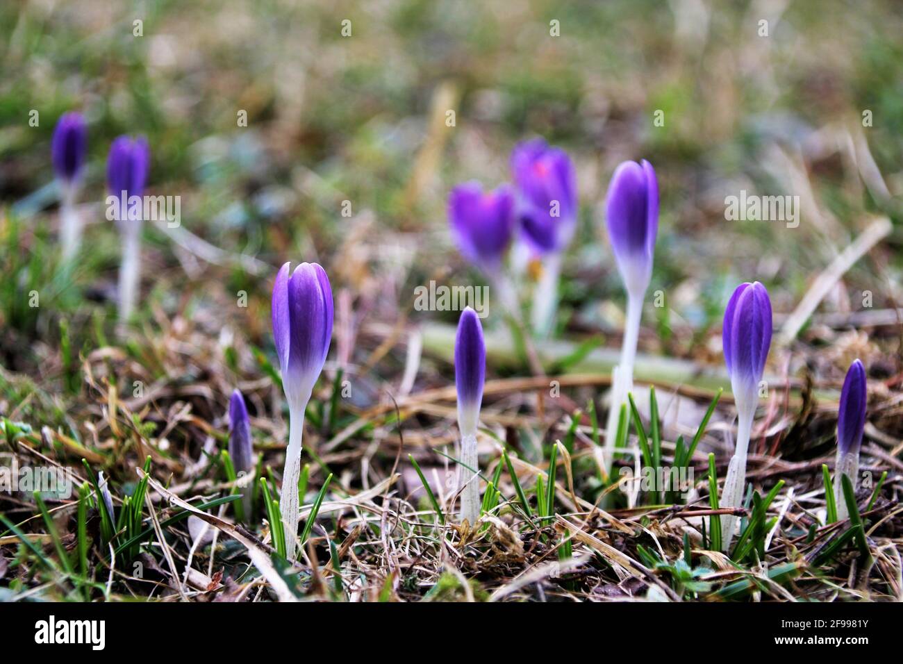 Crocus de printemps, Crocus vernus ssp. Albiflorus, prairie de crocus, paysage, Banque D'Images