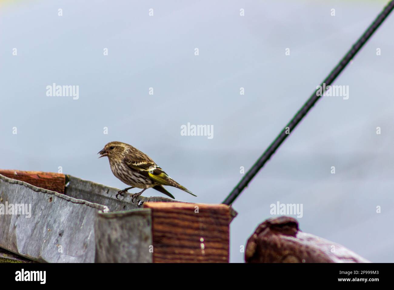 Un Siskin de pin, Spinus Pinus, visite un mangeoire à oiseaux rustique lors d'une journée de printemps fraîche. Banque D'Images