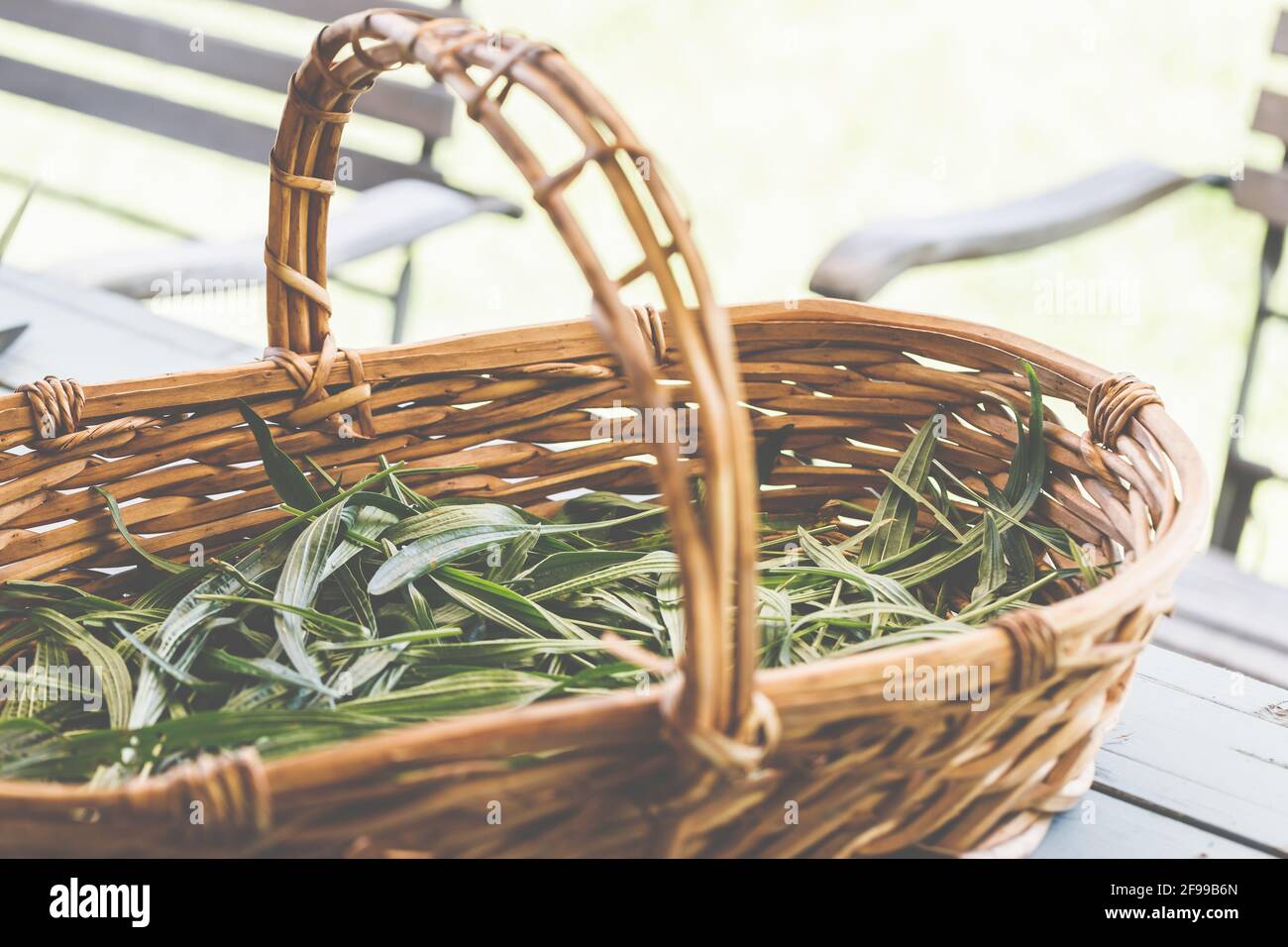 Ribwort plantain - une herbe médicinale qui atténue l'irritation, peut être utilisé, par exemple, comme un thé dans la naturopathie (Plantago lanceolata), kernelmoût, feuille de poumon, langue de serpent Banque D'Images