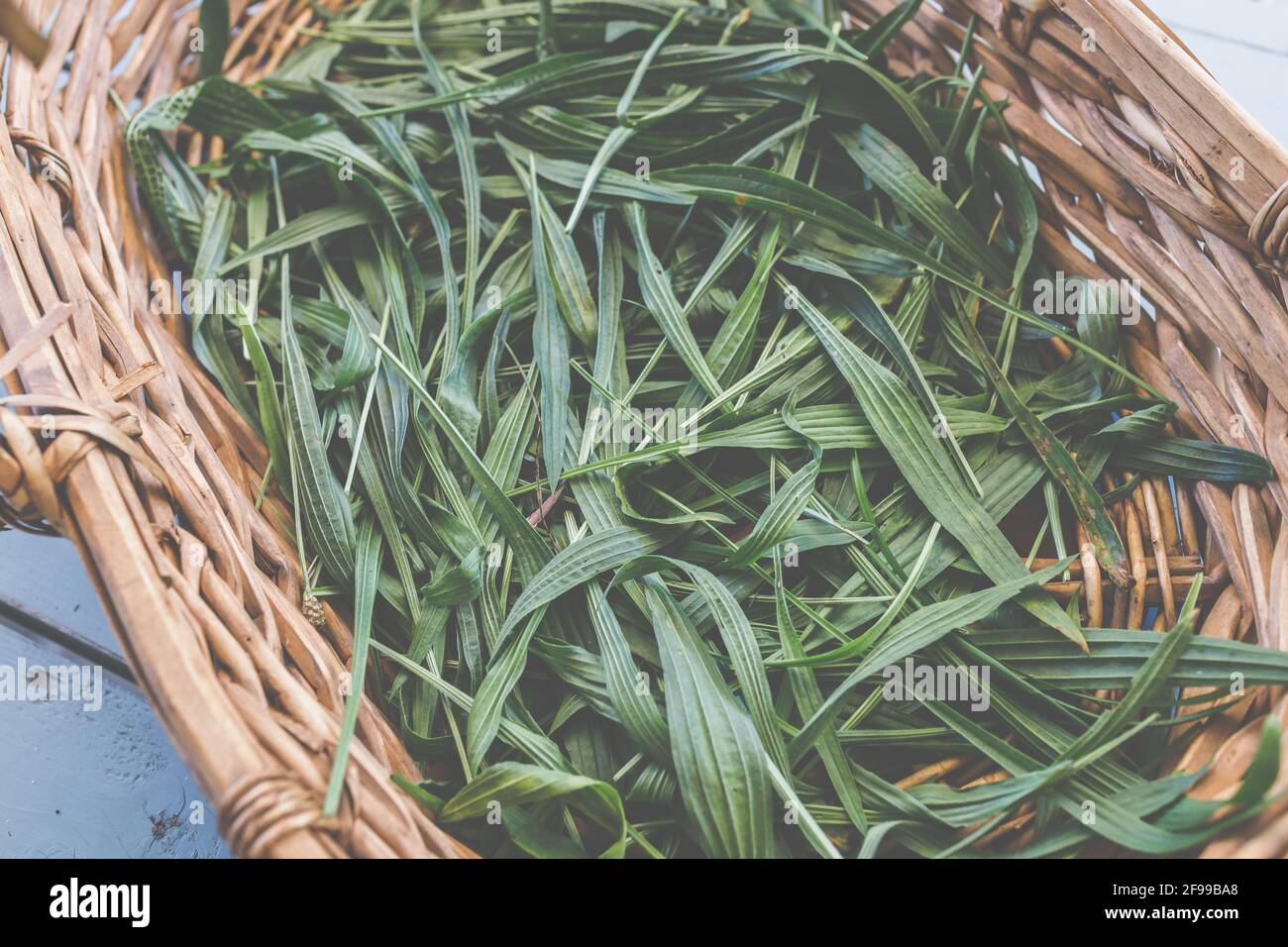 Ribwort plantain - une herbe médicinale qui atténue l'irritation, peut être utilisé, par exemple, comme un thé dans la naturopathie (Plantago lanceolata), kernelmoût, feuille de poumon, langue de serpent Banque D'Images