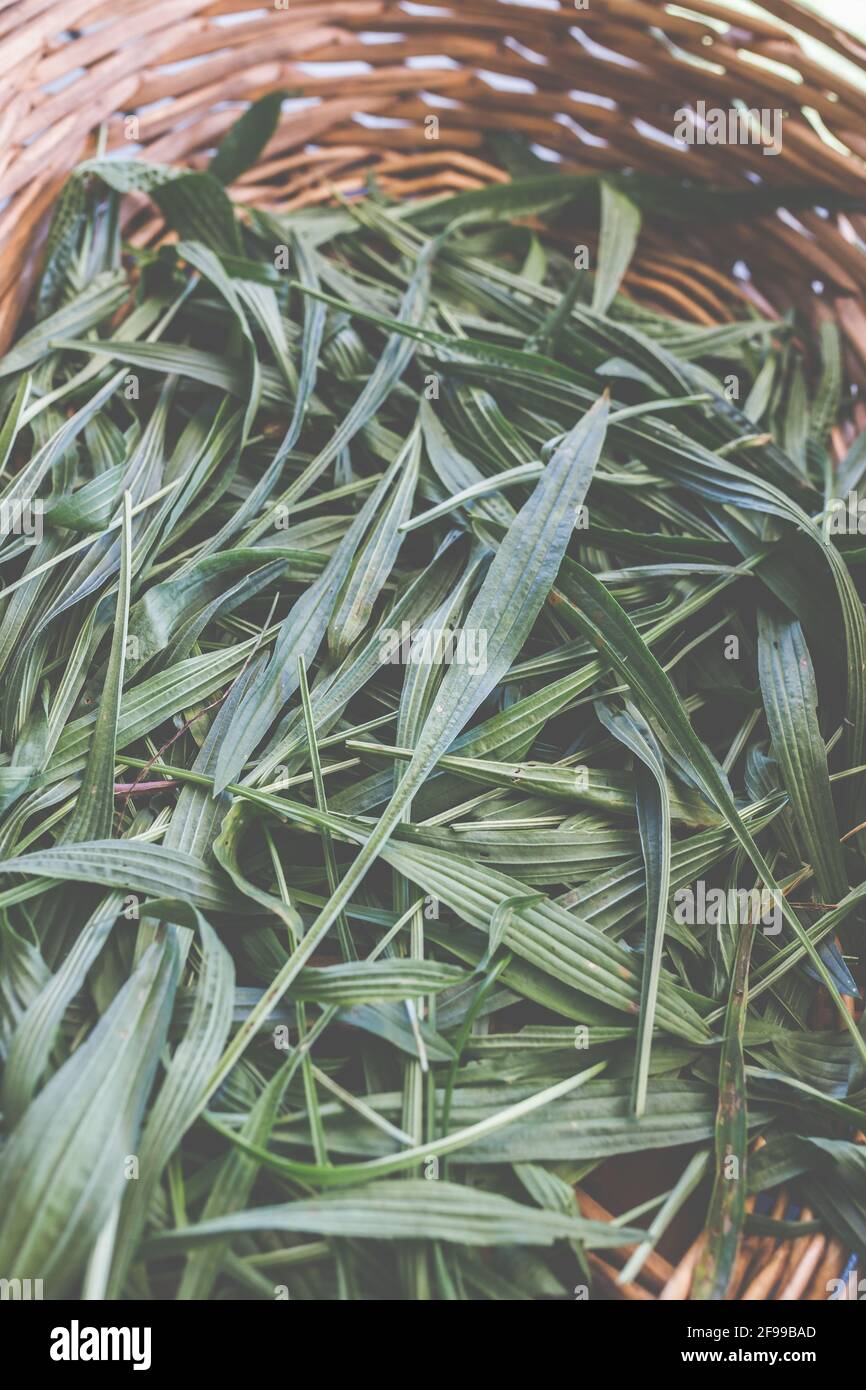 Ribwort plantain - une herbe médicinale qui atténue l'irritation, peut être utilisé, par exemple, comme un thé dans la naturopathie (Plantago lanceolata), kernelmoût, feuille de poumon, langue de serpent Banque D'Images