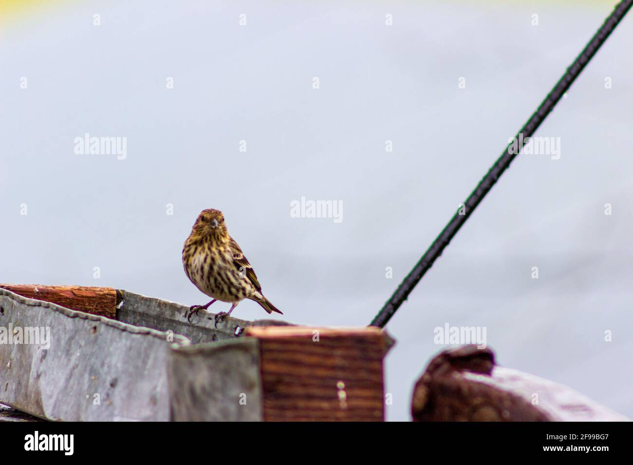 Un Siskin de pin, Spinus Pinus, visite un mangeoire à oiseaux rustique lors d'une journée de printemps fraîche. Banque D'Images