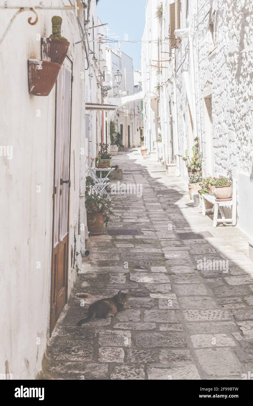Un chat tabby jouit de l'ombre dans une allée à Ostuni - la ville blanche dans le sud de l'Italie. Banque D'Images