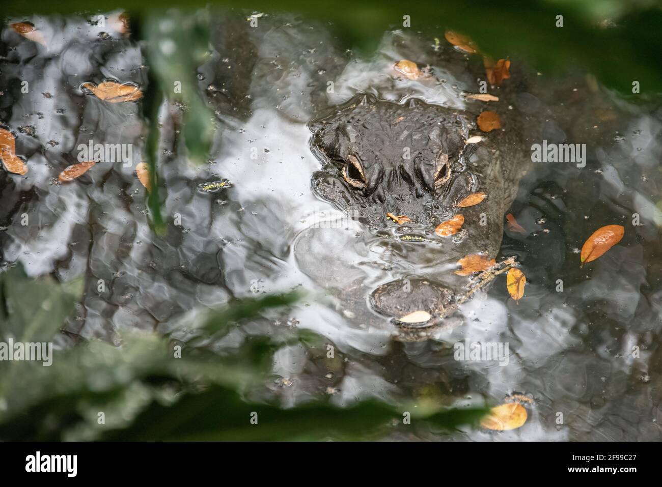 Alligator camouflé (Alligator mississippiensis) avec les yeux et la pointe de la musette émergeant de la surface d'un étang à St. Augustine, Floride. (ÉTATS-UNIS) Banque D'Images