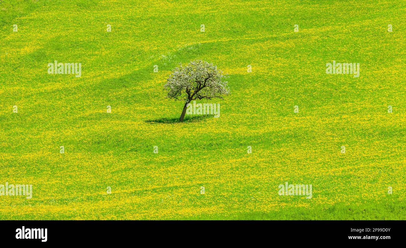 Pommier en fleur dans une prairie printanière Banque D'Images