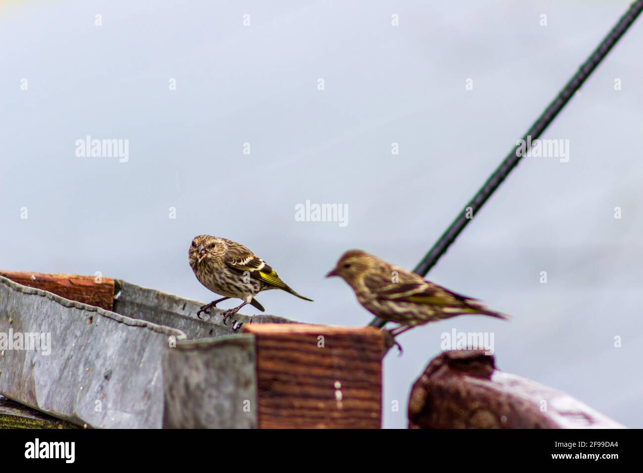 Une paire de pins Siskins, Spinus Pinus, visitez un mangeoire à oiseaux rustique lors d'une journée de printemps fraîche. Banque D'Images