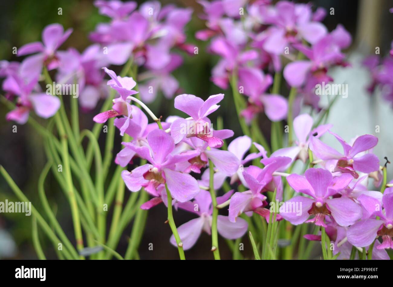 Une orchidée violet clair fleurisse le marché. Banque D'Images