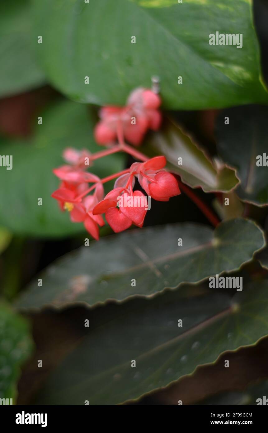 Une fleur rouge unique qui fleurit. Banque D'Images