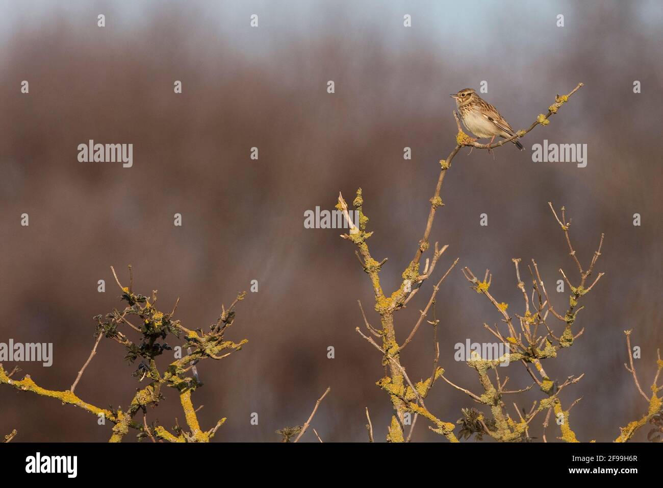 (Woodlark Lullula arborea) Banque D'Images (Woodlark Lullula arborea) Banque D'Images