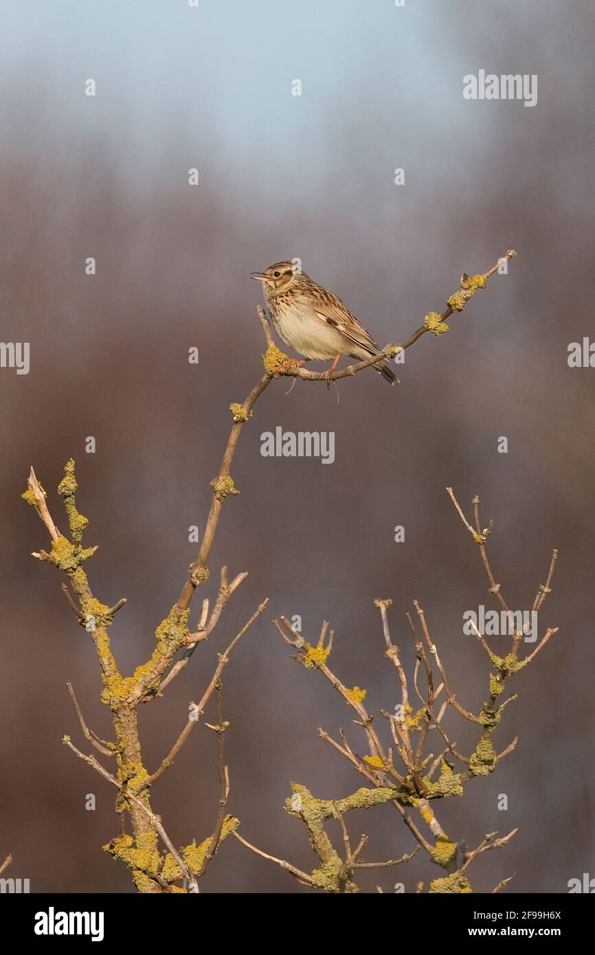(Woodlark Lullula arborea) Banque D'Images (Woodlark Lullula arborea) Banque D'Images