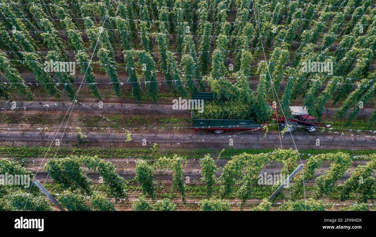 Récolte de houblon près de Höttingen, moyenne-Franconie, Bavière - image de drone Banque D'Images